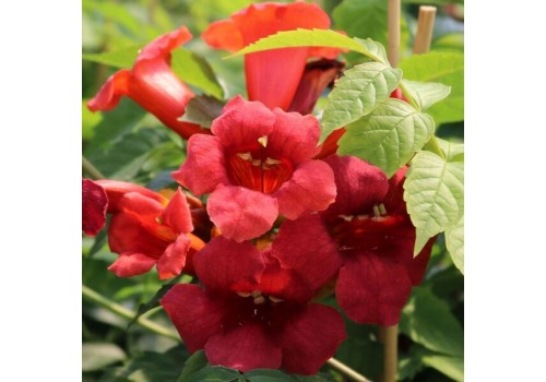 Campsis radicans