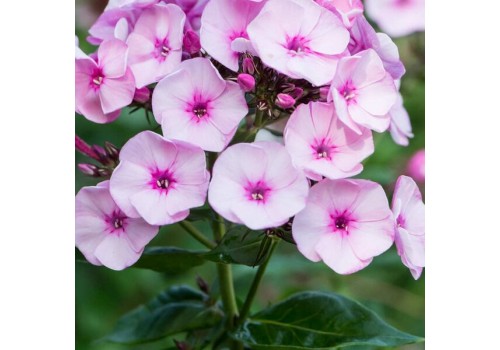 Phlox