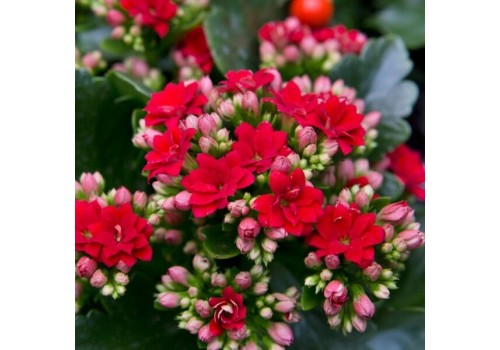 Kalanchoe