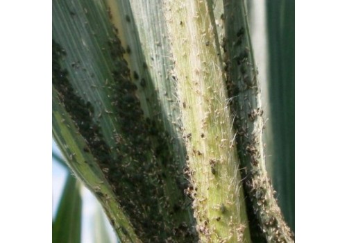 Paduchele verde al porumbului