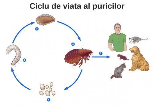 Cum scapam de purici