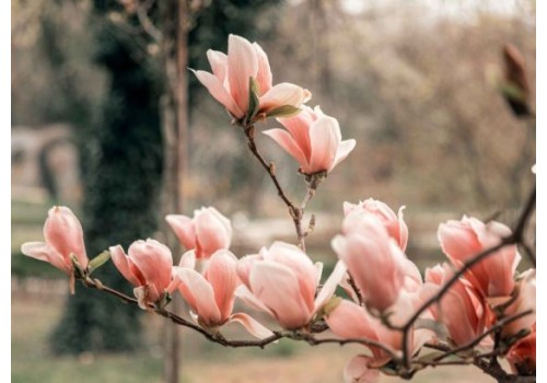 ghid practic despre ingrijirea magnoliei