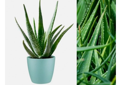 aloe vera proprietati si beneficii