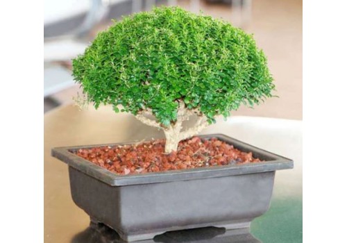 Buxus plantare si ingrijire