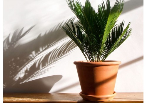 Cycas revoluta planta ornamentala exotica