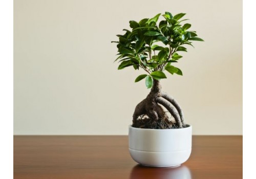 ficus bonsai ginseng plantare si ingrijire