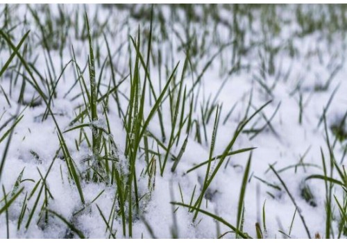 fertilizarea gazonului iarna