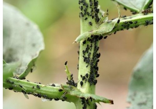 mospilan insecticid dauantori