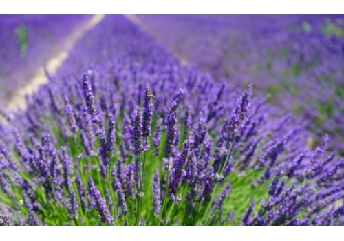 Lavanda plantare si ingrijire