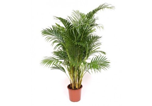 palmier areca ingrijire