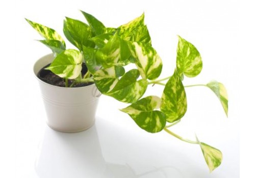 Pothos ingrijire planta