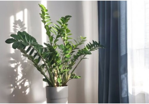 Zamioculcas ingrijire si fertilizare