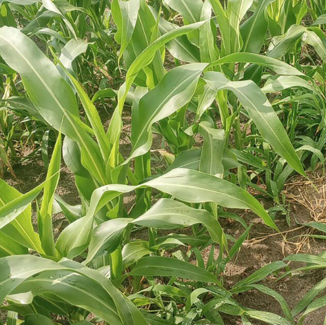 erbicide seelctive